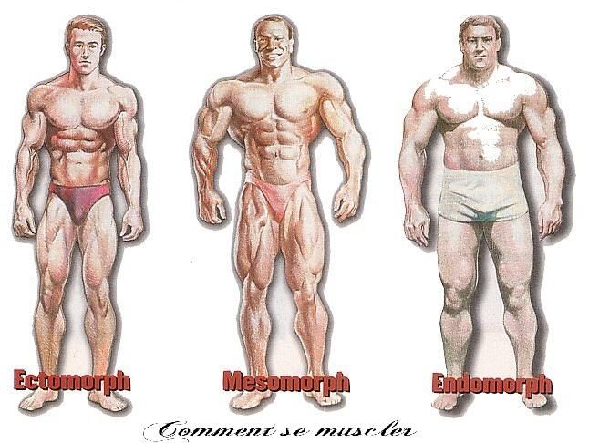 tout les type de morphologie en musculation