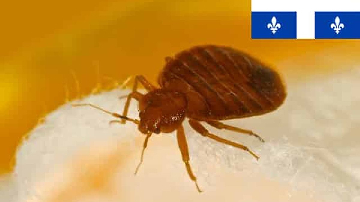 Comment se débarrasser des punaises de lit et de leur piqûre quand on est au Quebec, Canada?