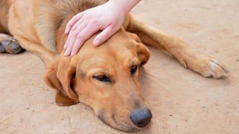 Diarrhée du chien : principales causes et solutions