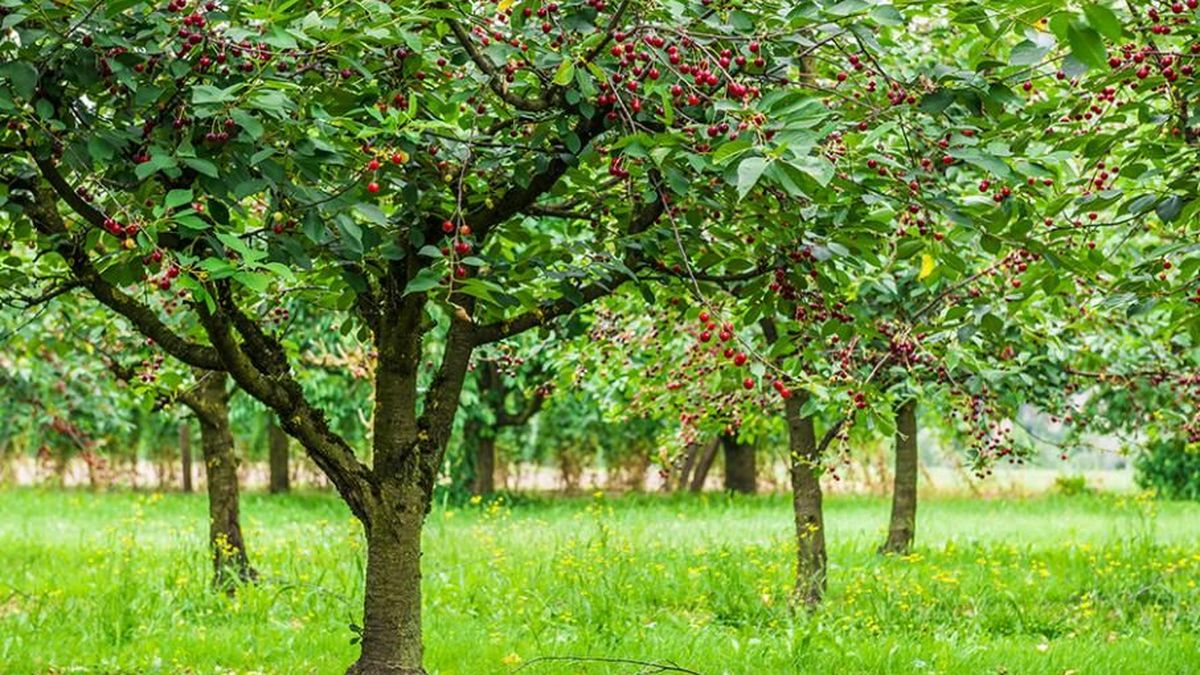 Pourquoi avoir un cerisier dans son jardin ? Les cerises sont des fruits délicieux