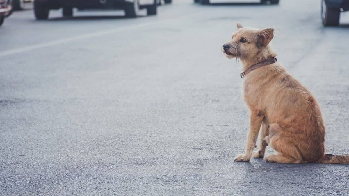 Conseils pour retrouver son chien perdu : ne perdez plus votre animal de compagnie
