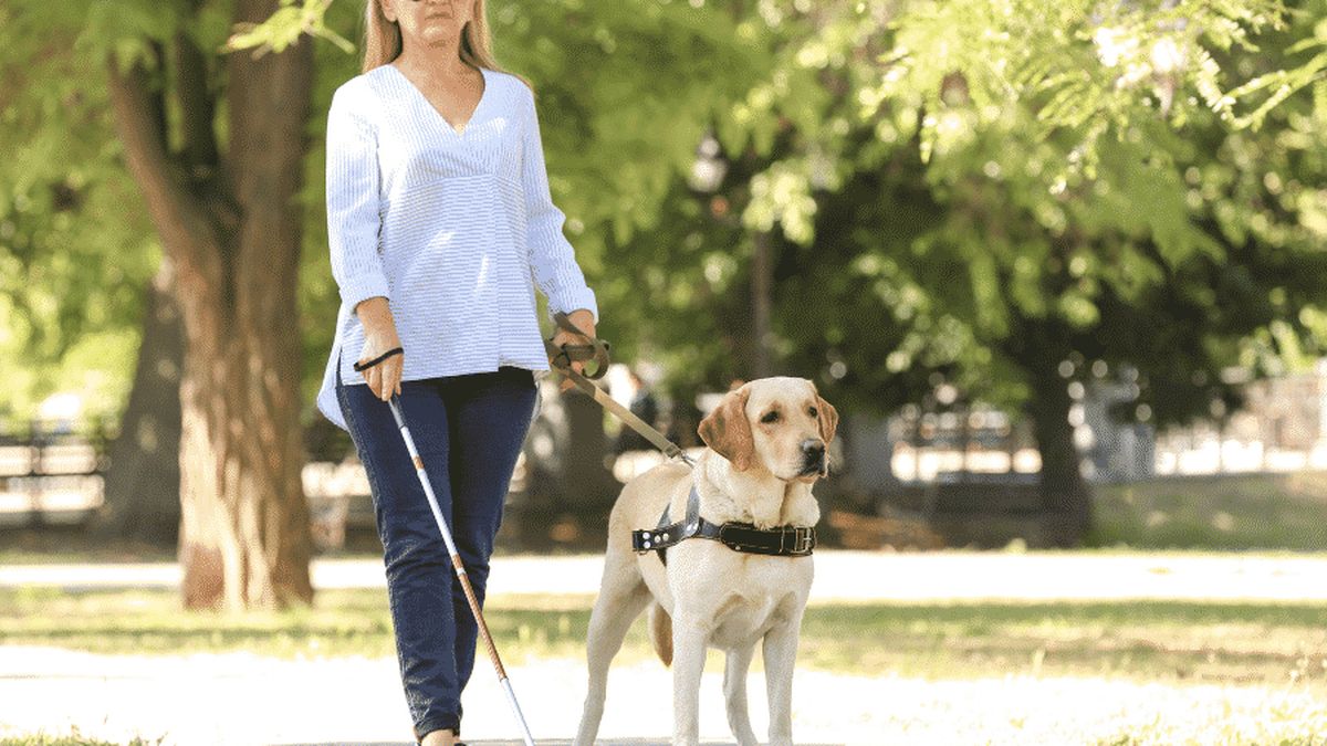Focus sur les chiens guides d'aveugles