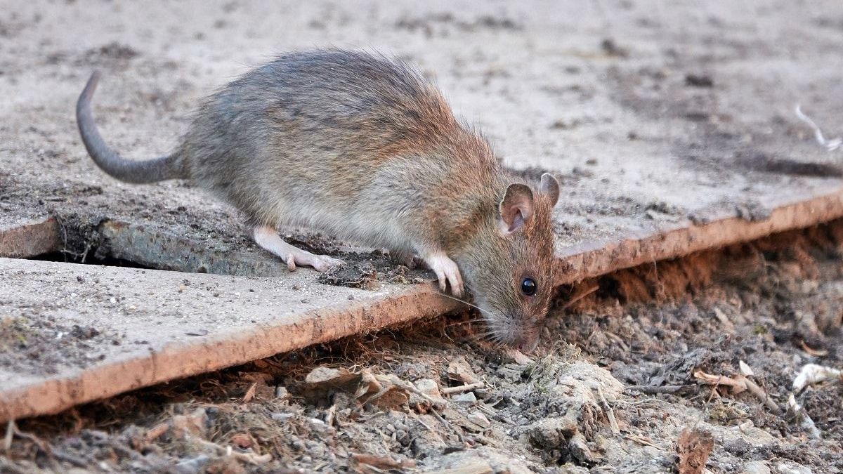 L'académie de médecine alerte sur la prolifération des rats