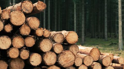 Comprendre le stère de bois avant d'acheter : volume, taille et prix