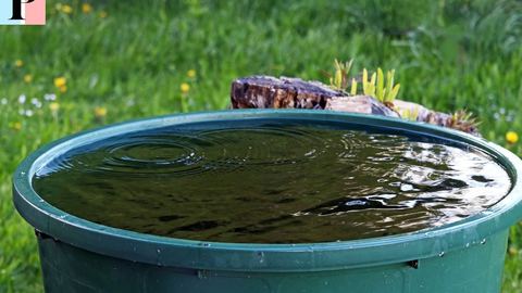 Récupérateur d'eau de pluie : quels sont les avantages et les inconvénients