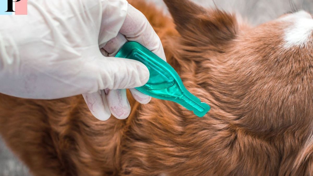 Traitements anti-puces pour chiens : fréquence, efficacité et conseils pratiques