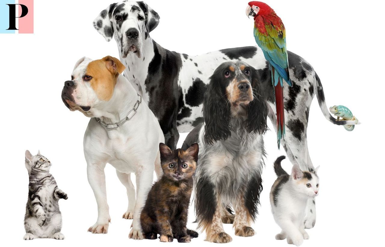 Comment choisir la meilleure assurance pour chats, chiens et NAC 