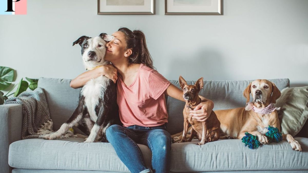 Assurance pour Chiens, Chats et NAC : Le Guide Complet pour Choisir la Meilleure
