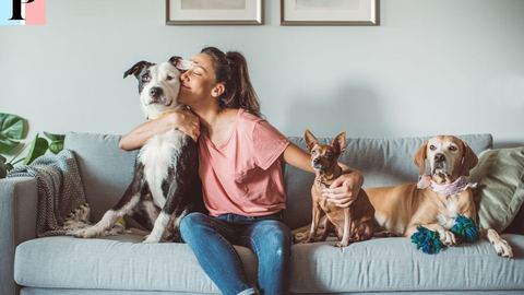 Assurance pour Chiens, Chats et NAC : Le Guide Complet pour Choisir la Meilleure