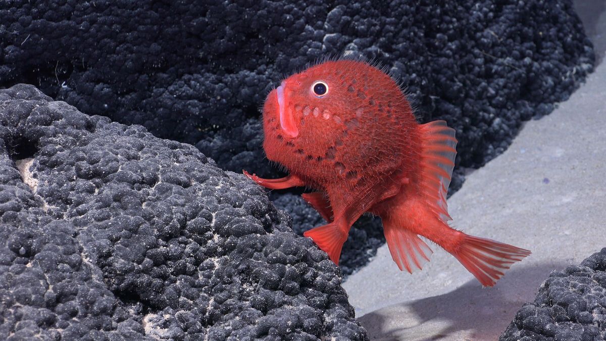 VIDÉO. Découverte impressionnante de nouvelles espèces près des côtes chiliennes