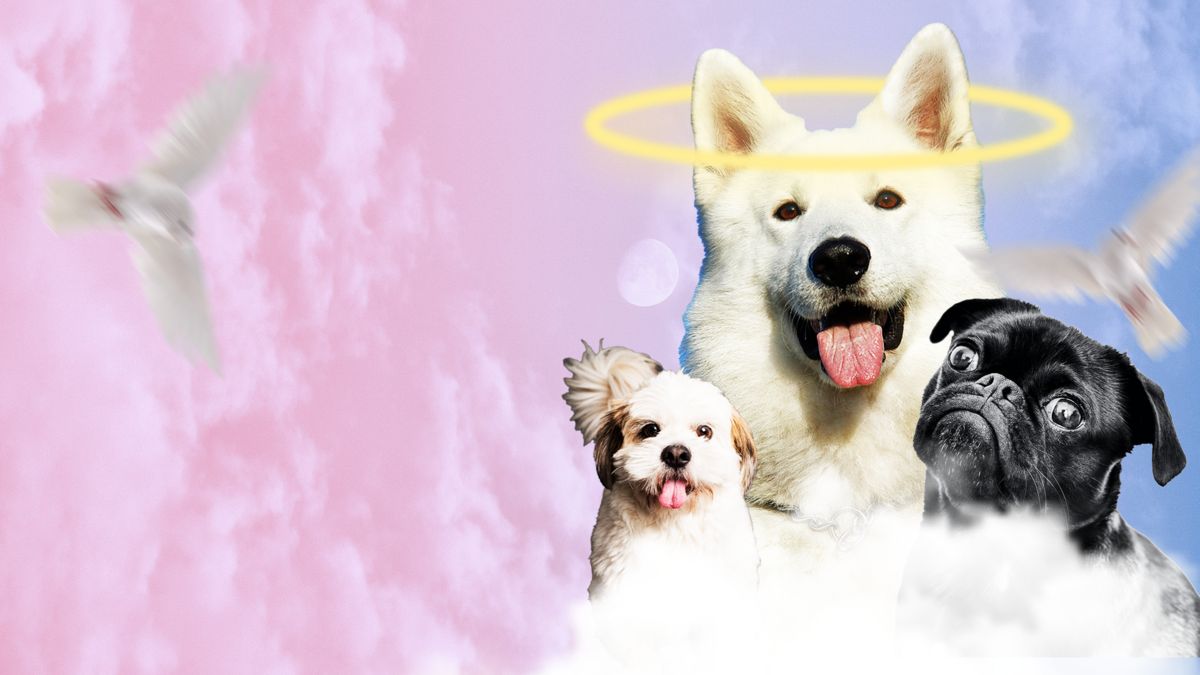 VIDÉO : Les races de chiens avec la plus longue espérance de vie.