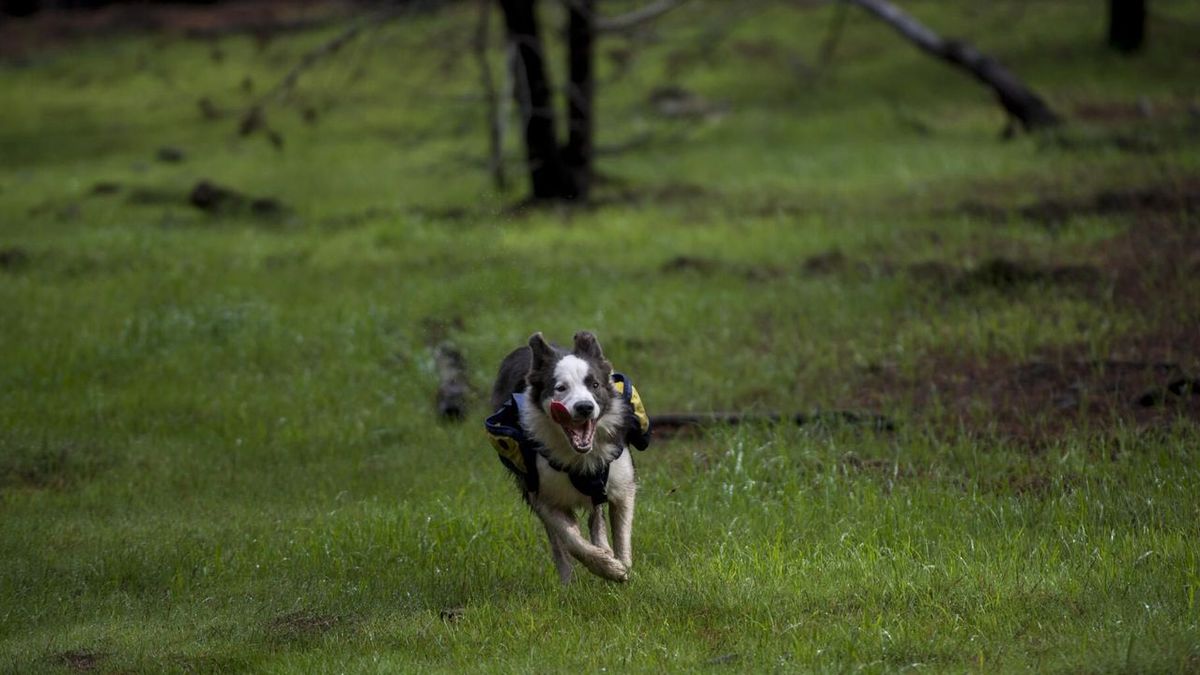 Dès le 15 avril, une amende salée pour ceux qui laisseront leur chien sans laisse en forêt