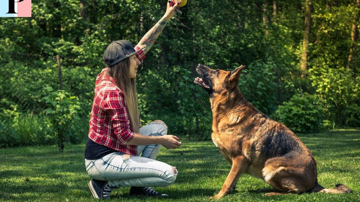 Formation en dressage de chiens : Devenez un maître compétent et certifié