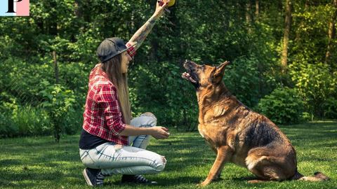 Formation en dressage de chiens : Devenez un maître compétent et certifié