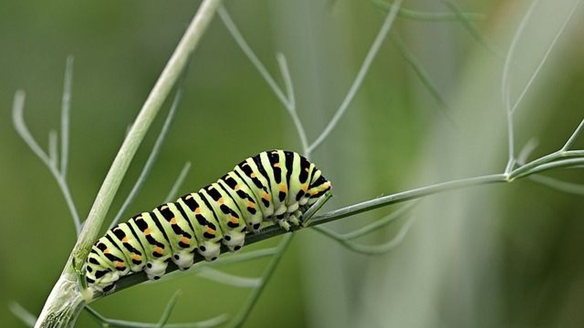 Société  CATERPILLAR cotées au DOW JONES c'est quoi ?