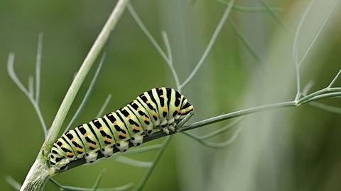 Cos'è una società CATERPILLAR quotata sul DOW JONES?