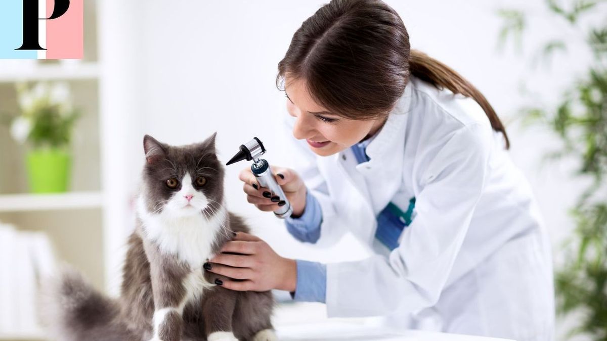 Dr Milou : consultez un vétérinaire à domicile en toute simplicité