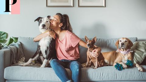 Assurance pour animaux de compagnie : pourquoi la souscrire et comment bien la choisir ?