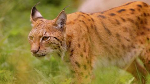 « Un lynx s'empare de sa poule, elle tue l'animal protégé à coups de bâton »
