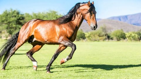 Accidents à cheval : comment bien se protéger en tant que cavalier ?