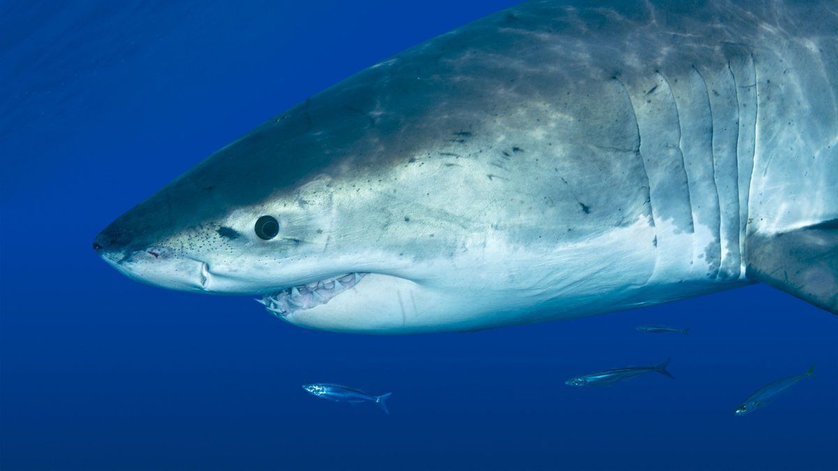 Un homme meurt attaqué par un grand requin blanc en se baignant le matin