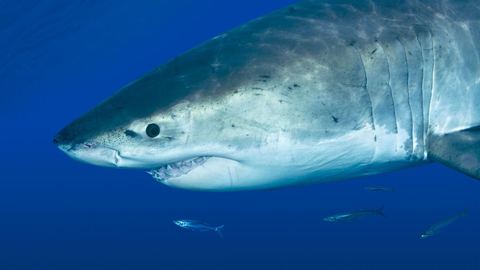 Un homme meurt attaqué par un grand requin blanc en se baignant le matin