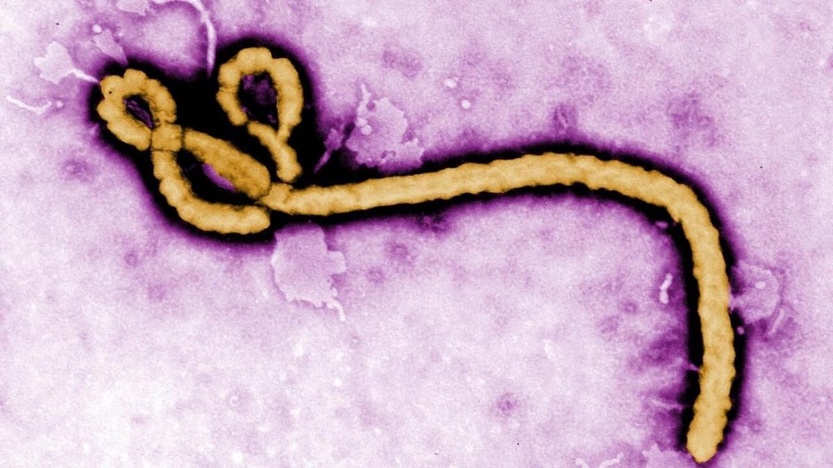 Ebola en France : mesures strictes pour limiter la propagation