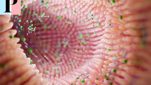 Les Probiotiques : comment maintenir son microbiote en bonne santé